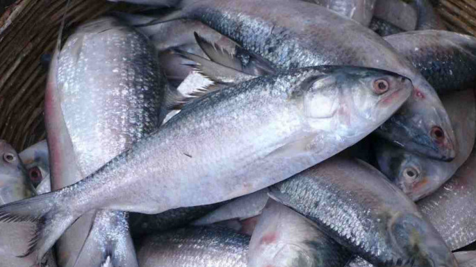 hilsa_fish